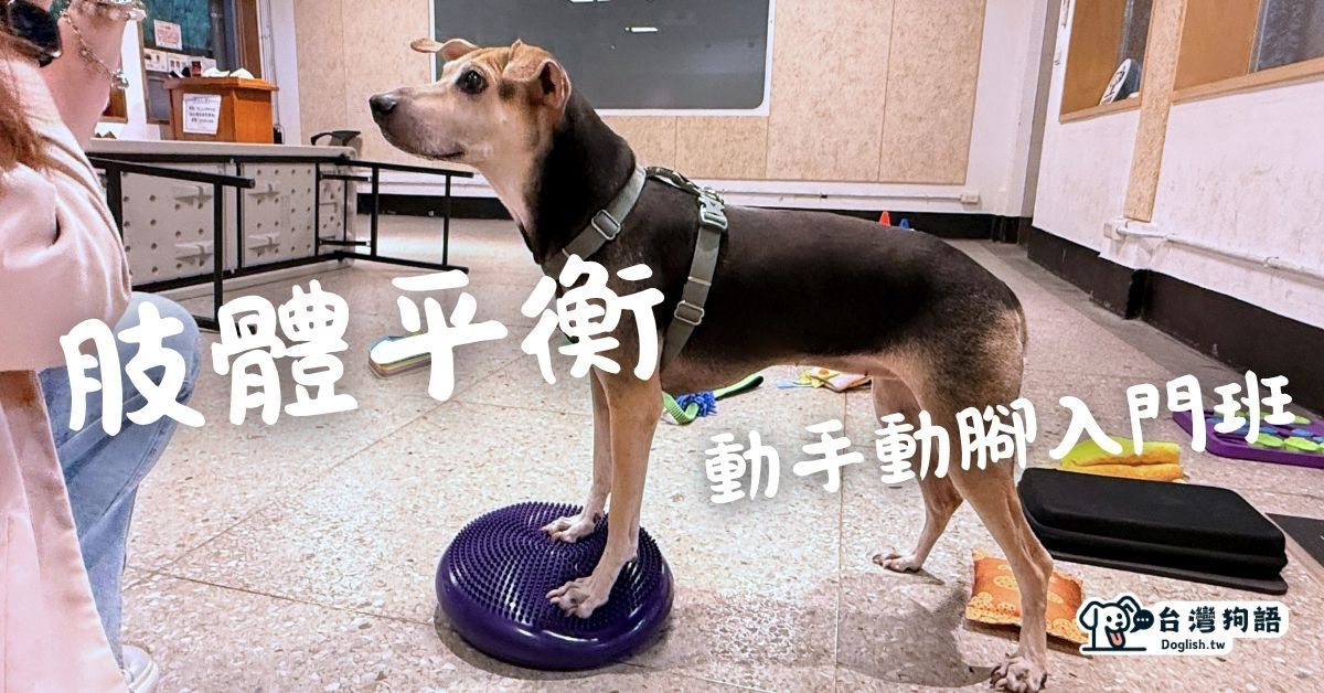 狗狗肢體平衡入門（台北）