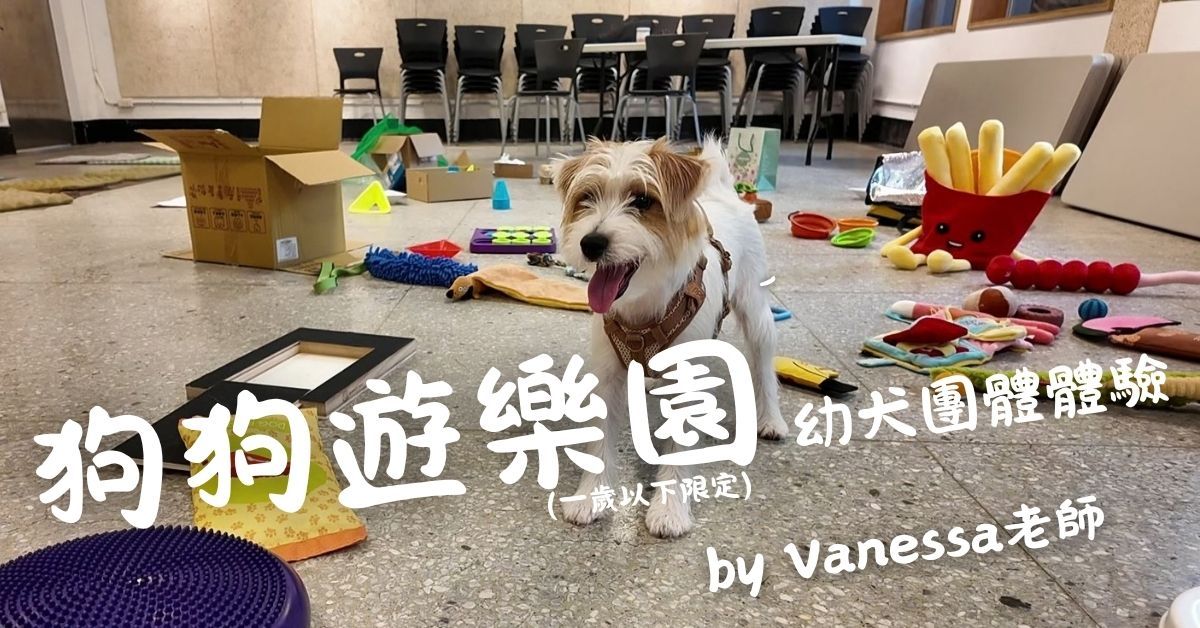 狗狗遊樂園・幼犬團體體驗