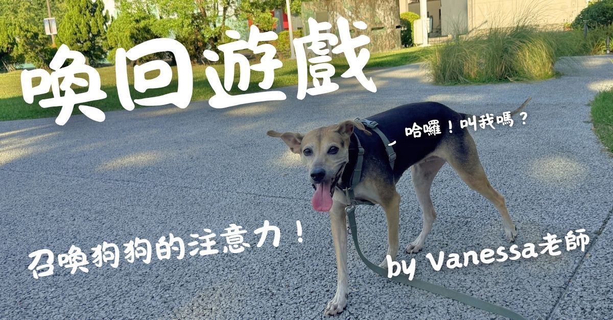狗狗喚回課