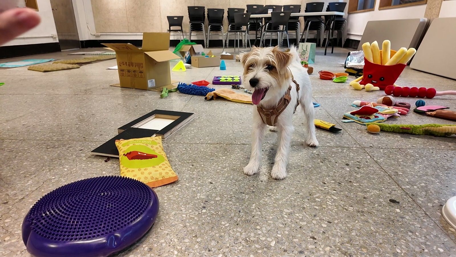 狗狗遊樂園・幼犬團體體驗 照片 1