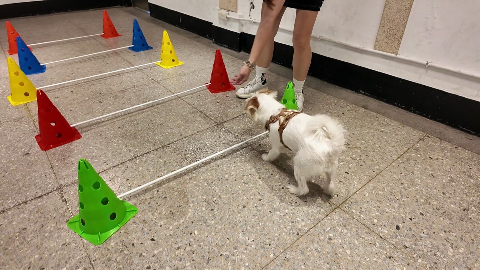 狗狗遊樂園・幼犬團體體驗 照片 5