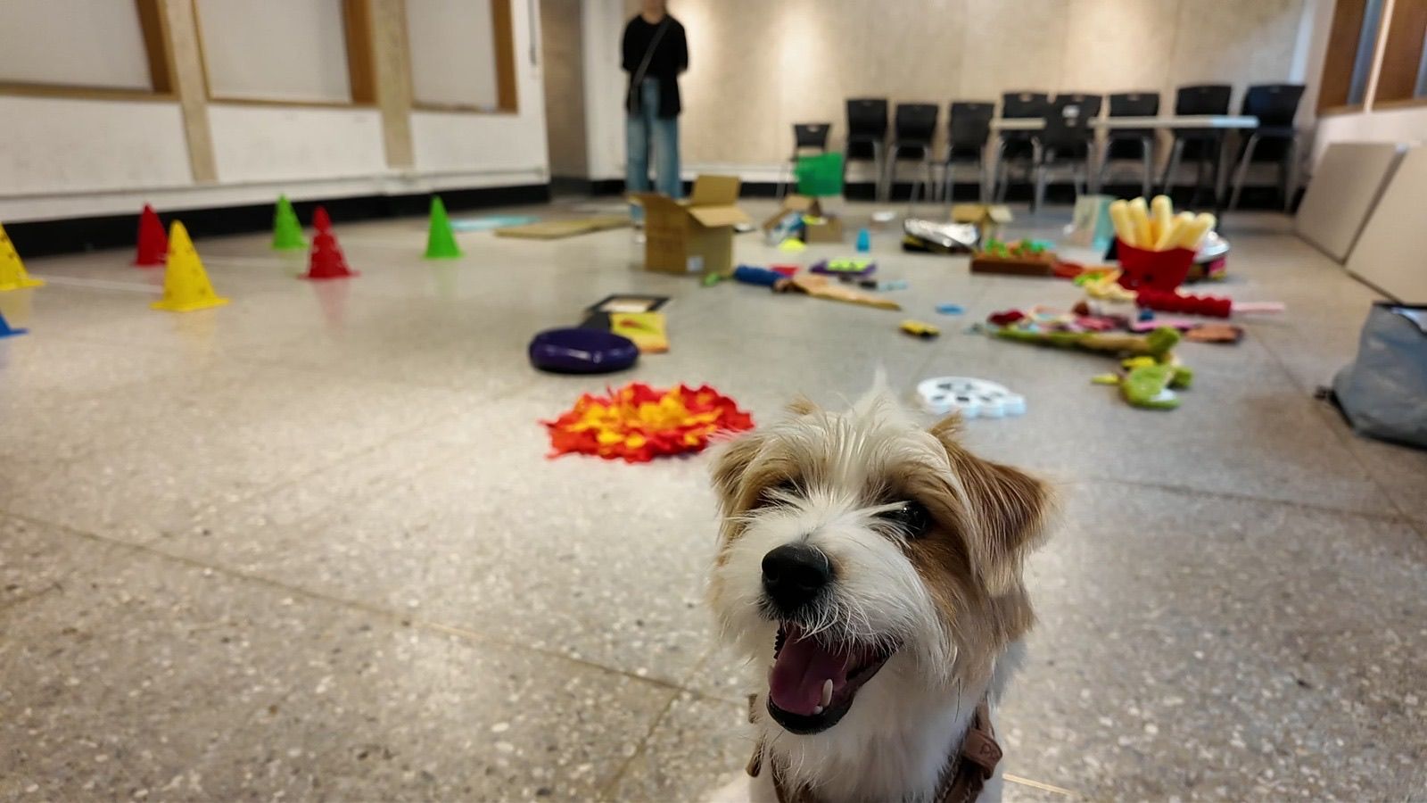 狗狗遊樂園・幼犬團體體驗 照片 6