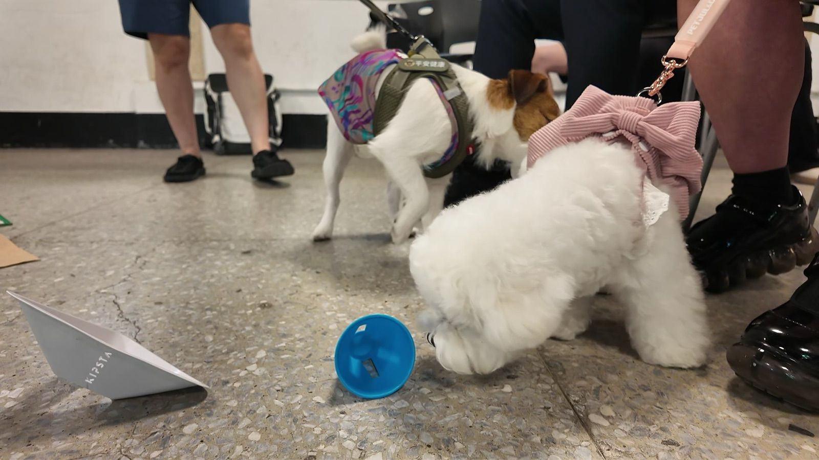 狗狗遊樂園・幼犬團體體驗 照片 9