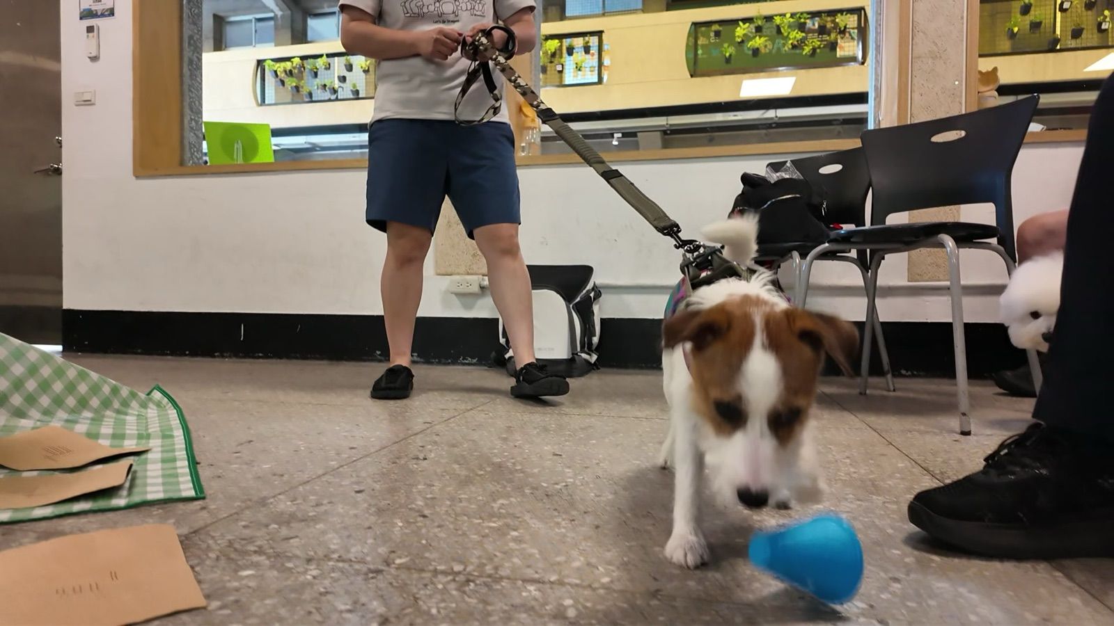 狗狗遊樂園・幼犬團體體驗 照片 10