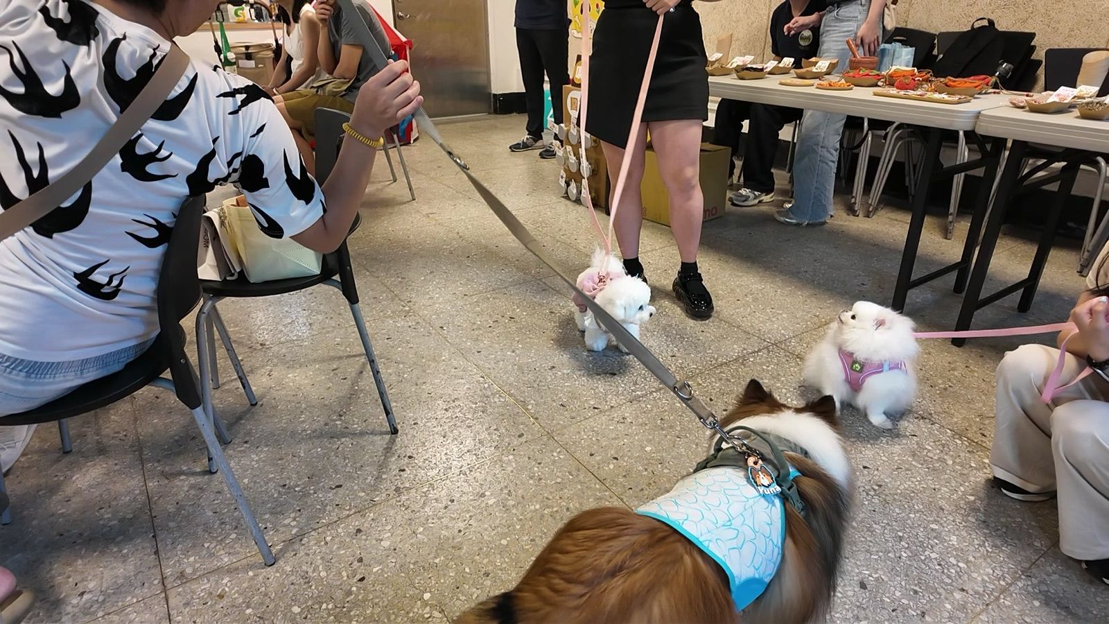 狗狗遊樂園・幼犬團體體驗 照片 11