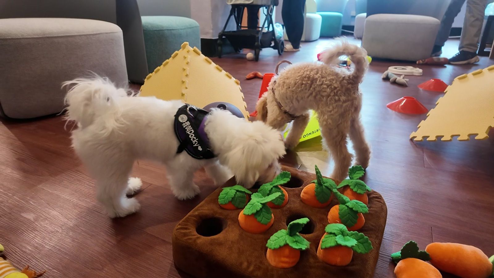 狗狗遊樂園・幼犬團體體驗 照片 12