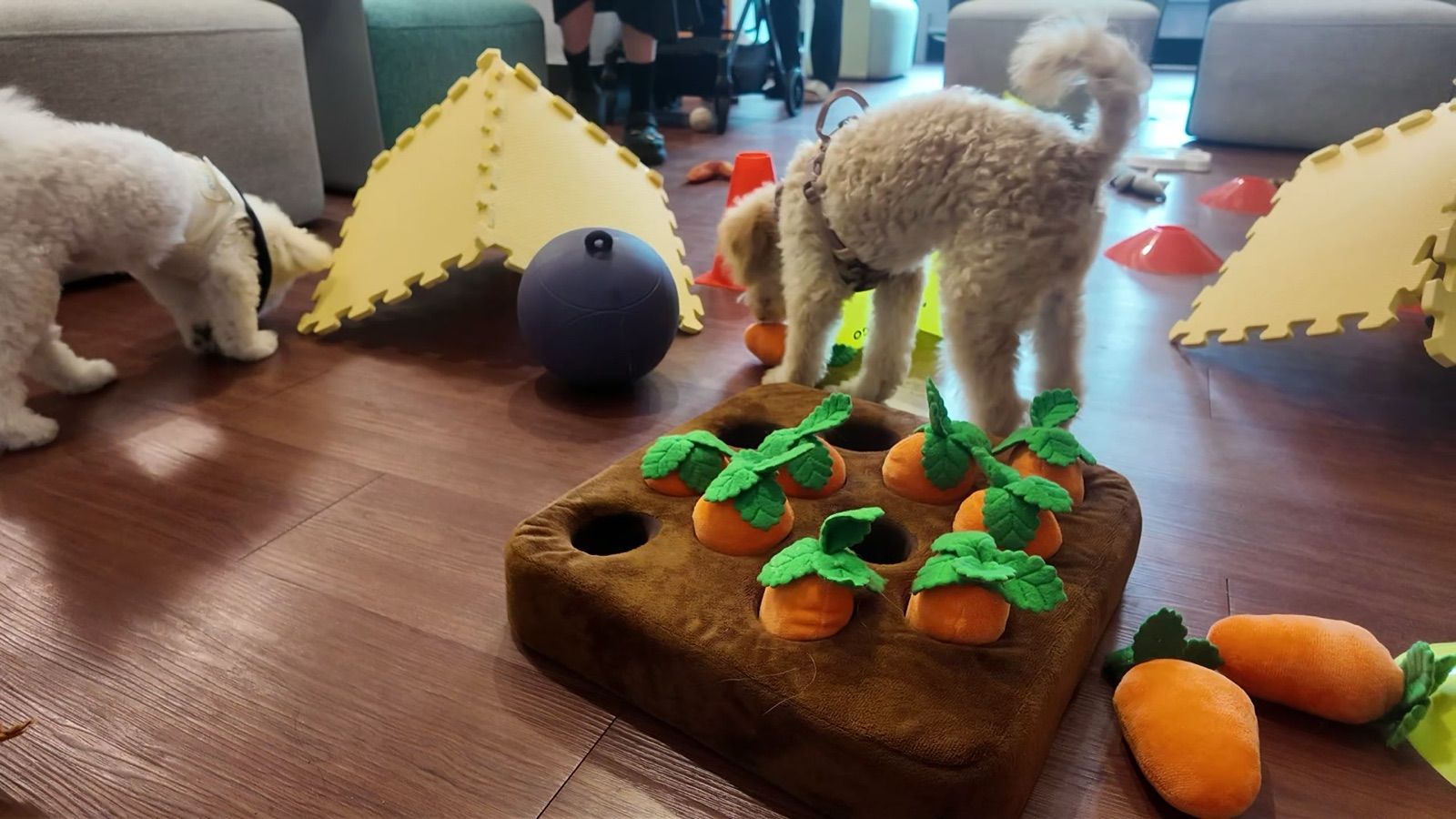狗狗遊樂園・幼犬團體體驗 照片 13