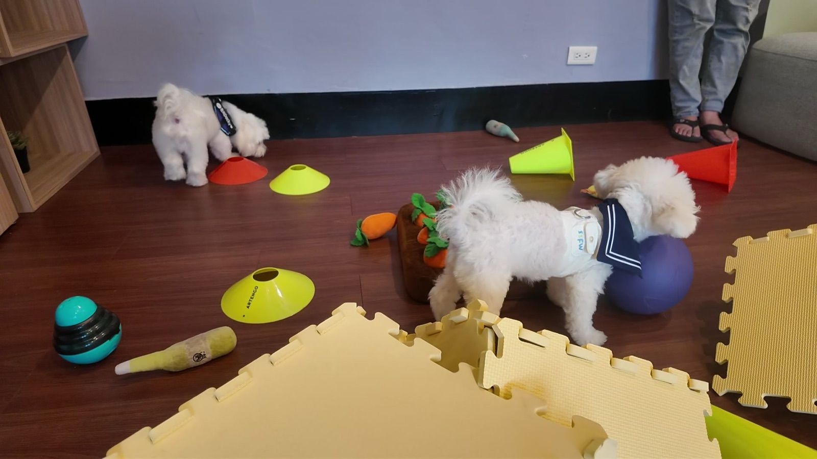 狗狗遊樂園・幼犬團體體驗 照片 14