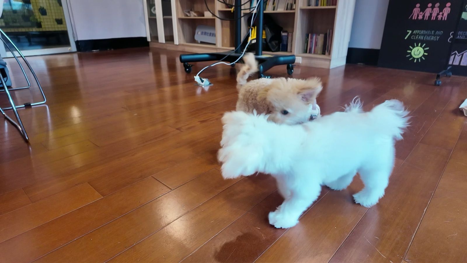 狗狗遊樂園・幼犬團體體驗 照片 15