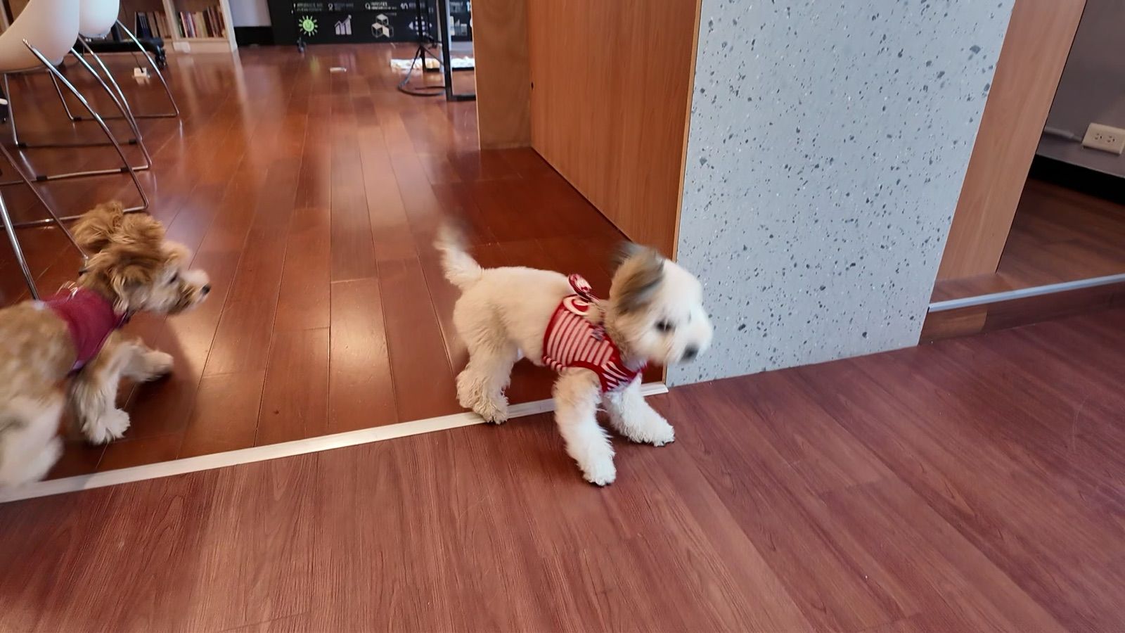 狗狗遊樂園・幼犬團體體驗 照片 16