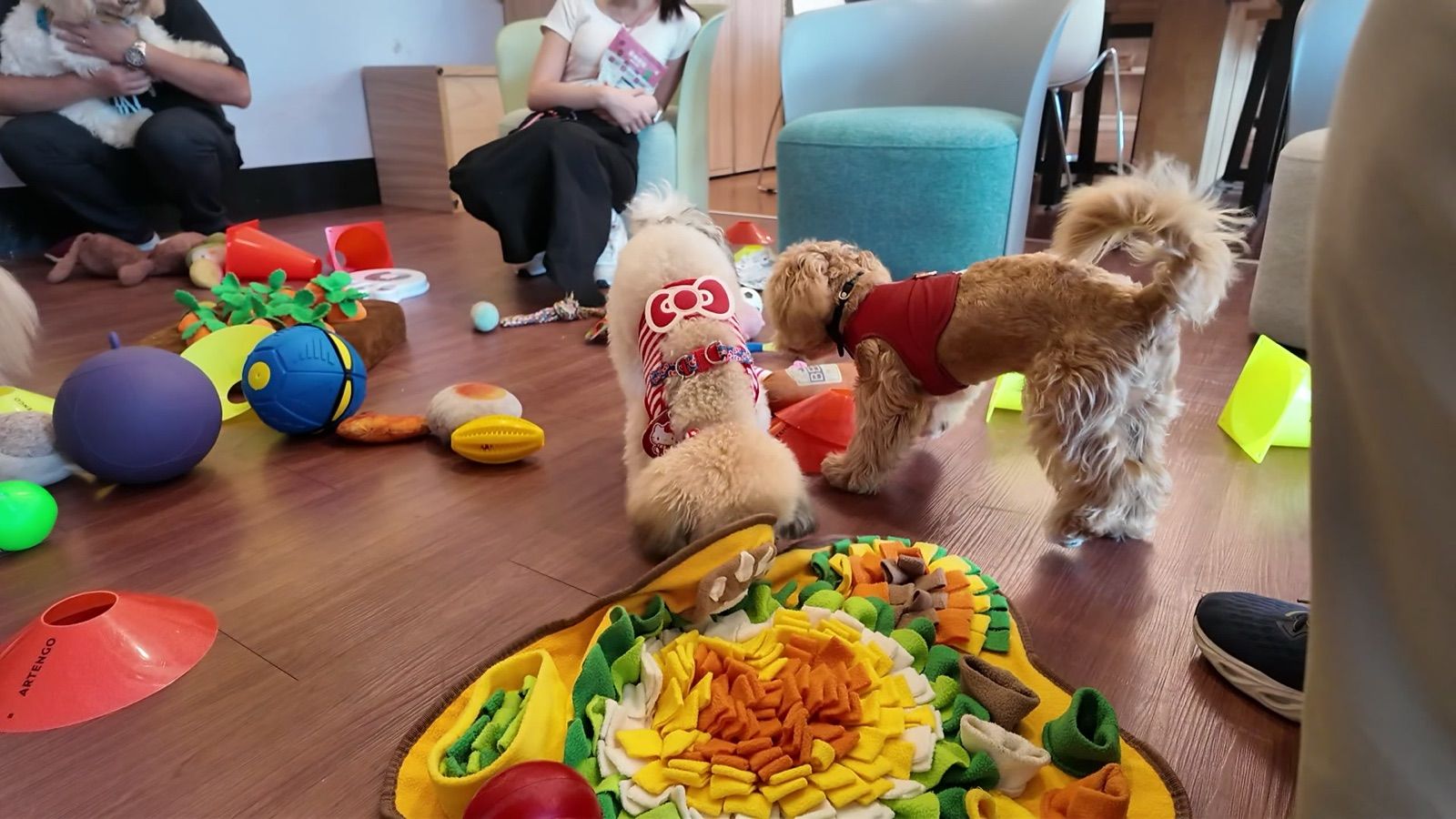 狗狗遊樂園・幼犬團體體驗 照片 17