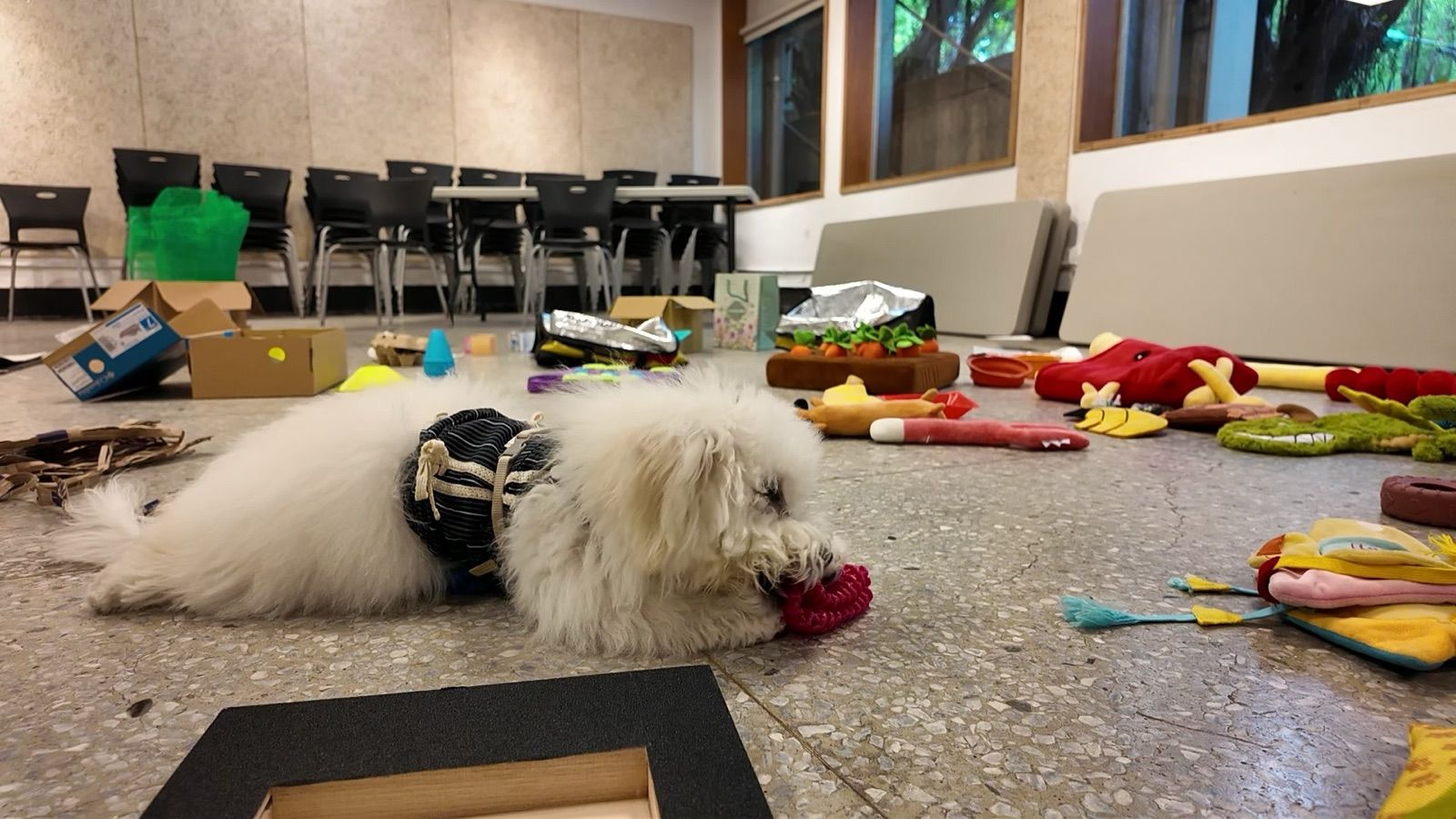 狗狗遊樂園・幼犬團體體驗 照片 22