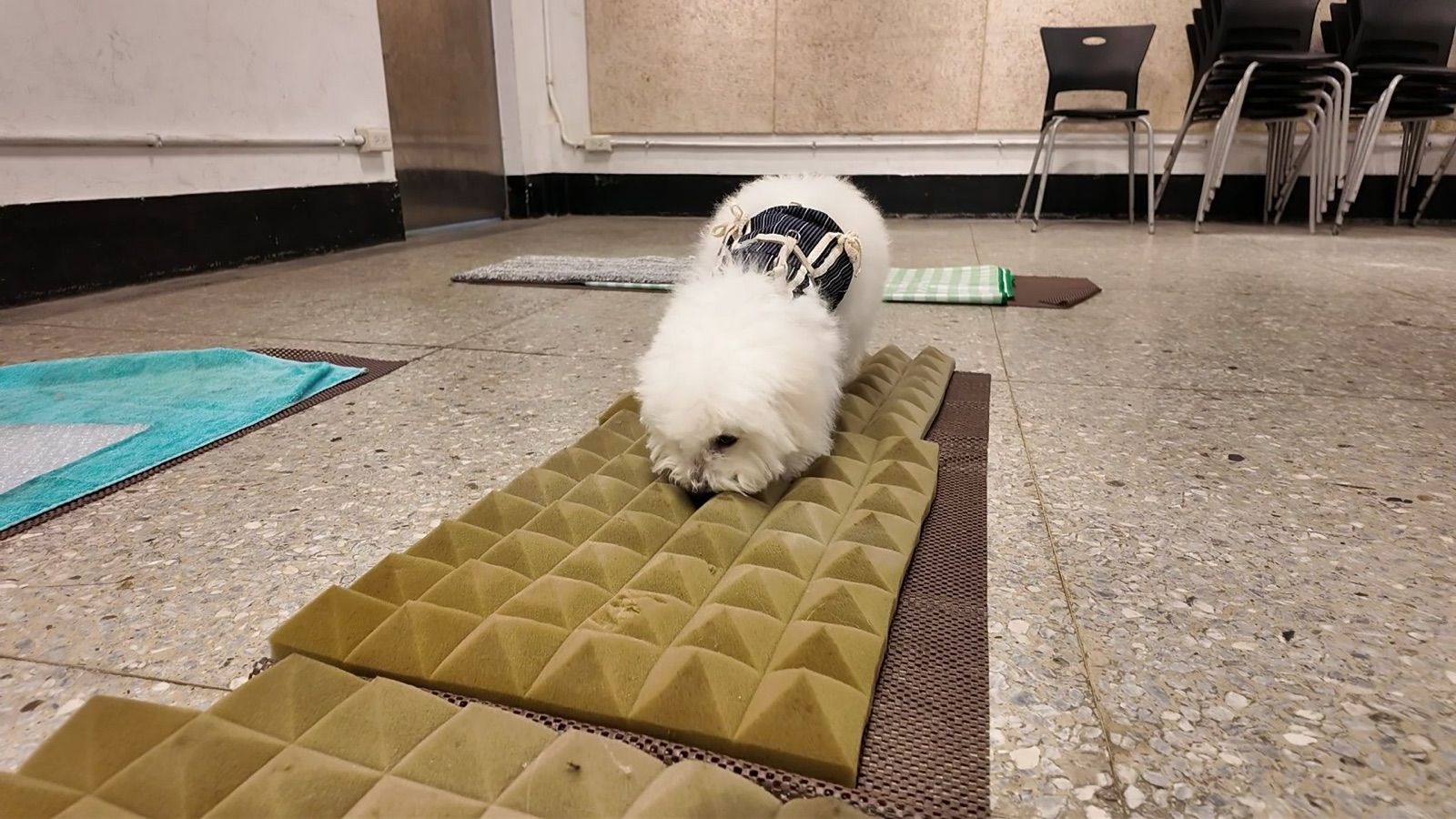 狗狗遊樂園・幼犬團體體驗 照片 24