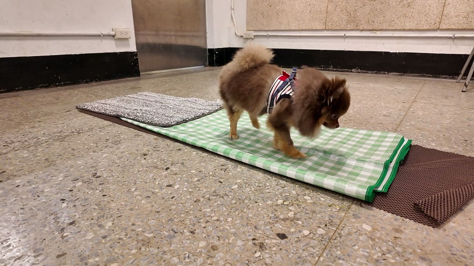 狗狗遊樂園・幼犬團體體驗 照片 25