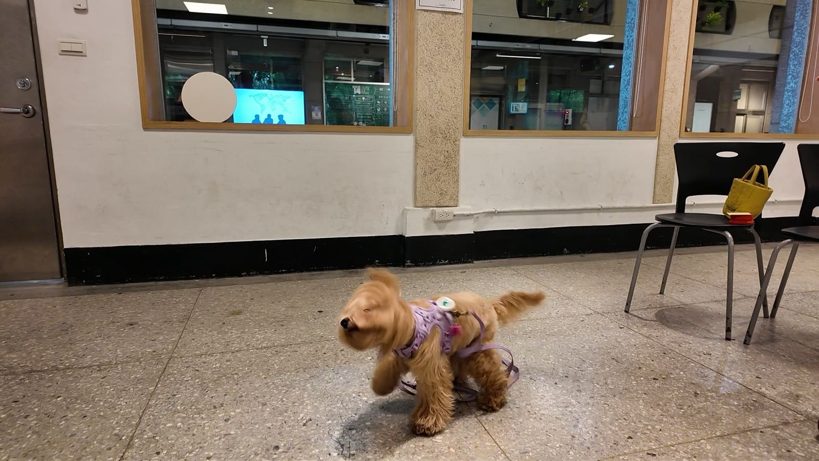 狗狗遊樂園・幼犬團體體驗 照片 27
