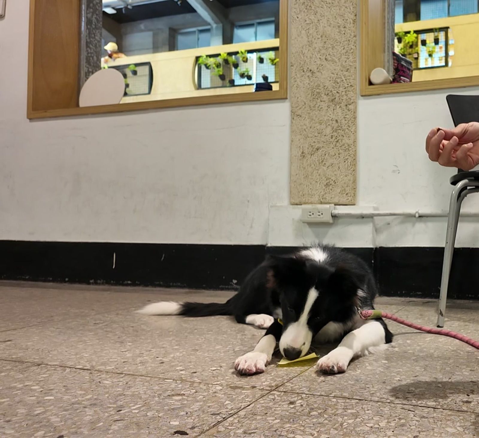 狗狗遊樂園・幼犬團體體驗 照片 30