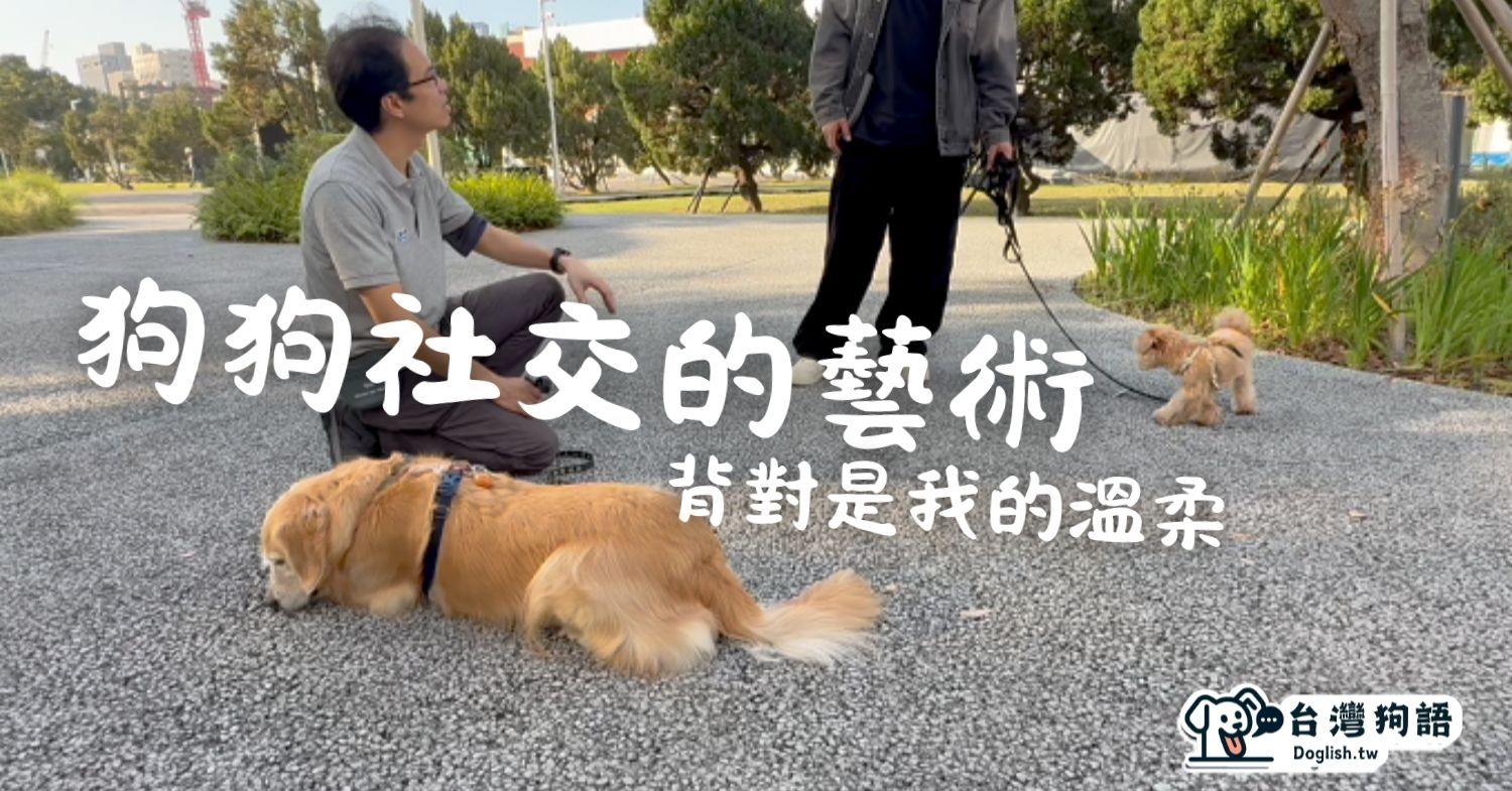 文章首圖-從試探到共玩，飼主該懂的介入時機 (2).jpg