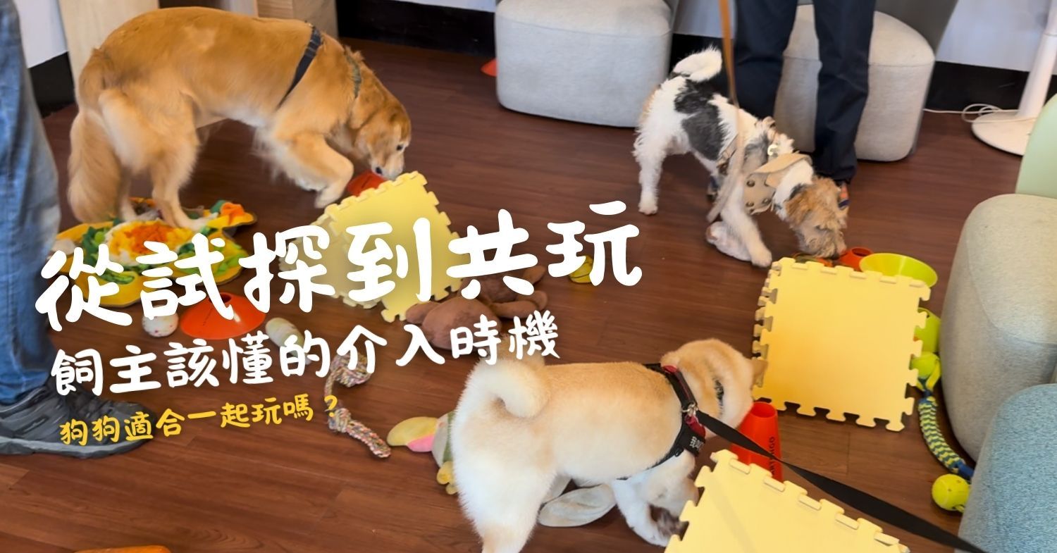 文章首圖-從試探到共玩，飼主該懂的介入時機.jpg