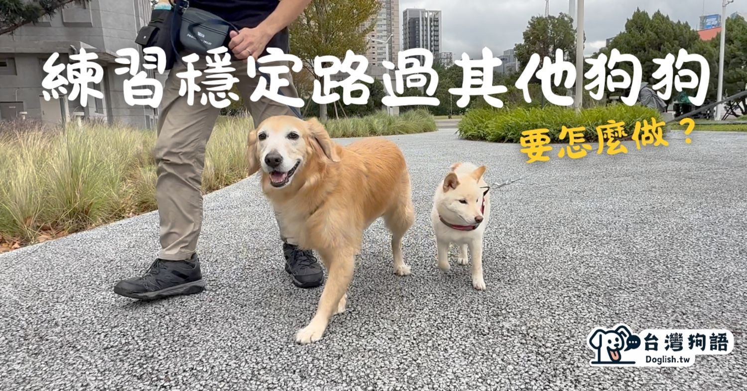 文章首圖-練習穩定路過其他狗狗.jpg