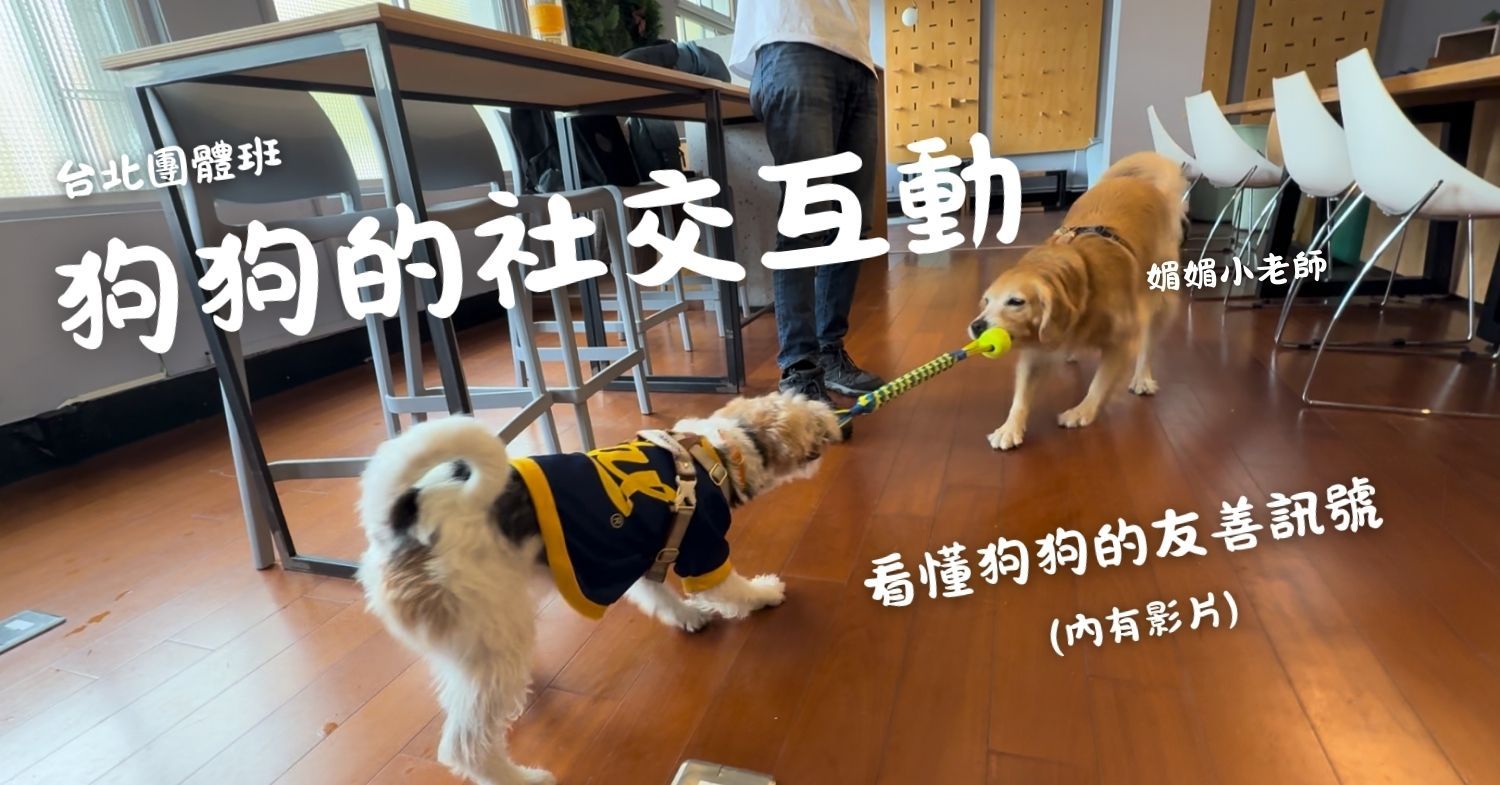 文章首圖：台北團體班_狗狗的社交互動.jpg