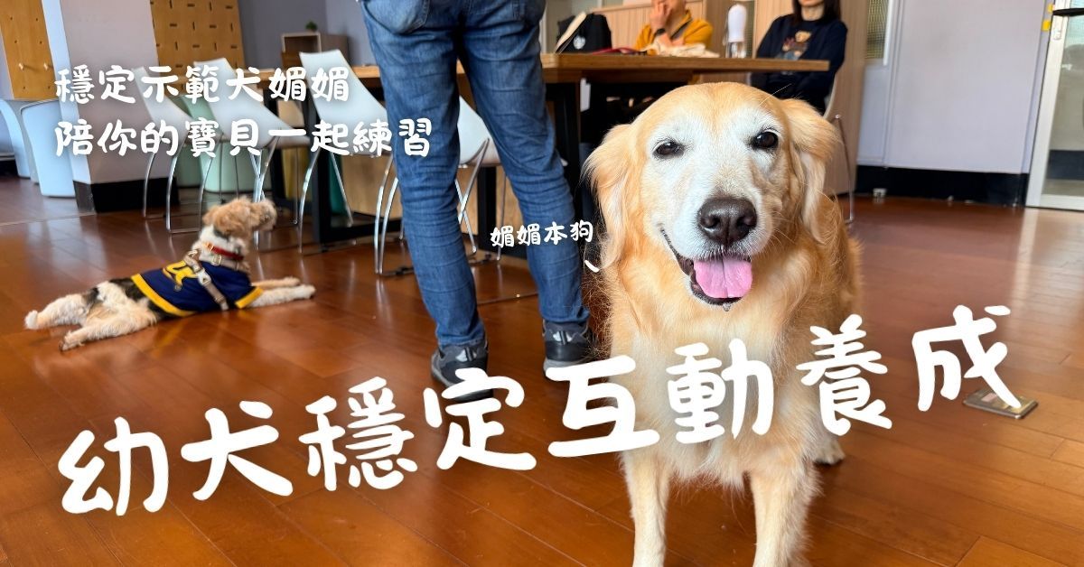 幼犬穩定互動養成班（台北）