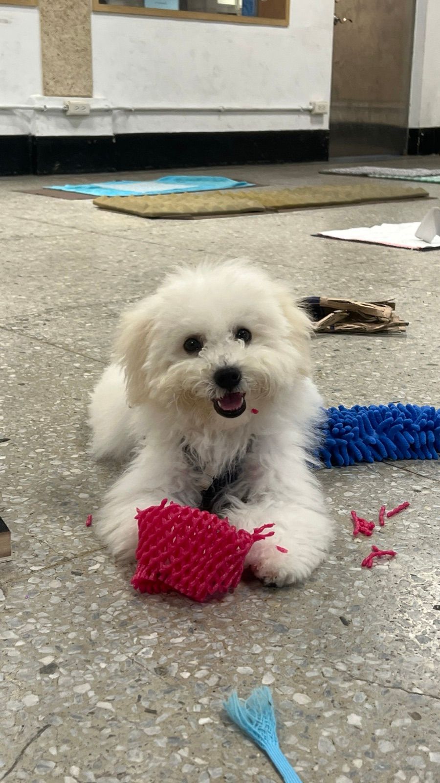 狗狗遊樂園・幼犬團體體驗 照片 18