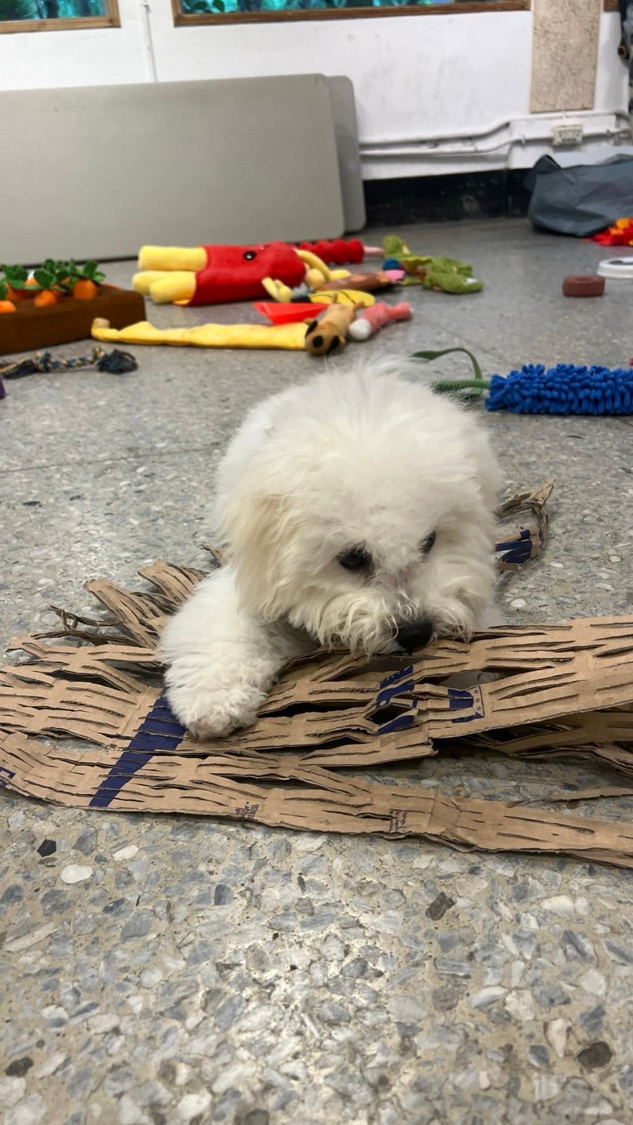 狗狗遊樂園・幼犬團體體驗 照片 20