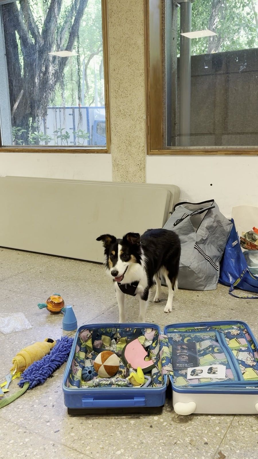 狗狗遊樂園・幼犬團體體驗 照片 28