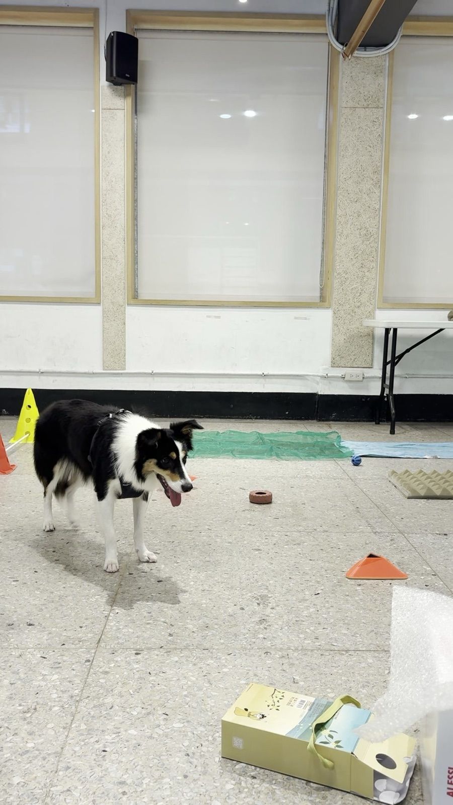 狗狗遊樂園・幼犬團體體驗 照片 29