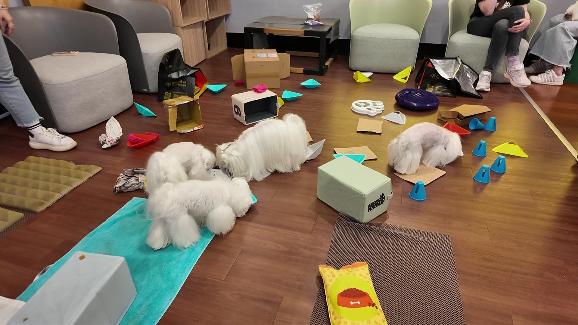 狗狗室內樂園體驗 照片 3