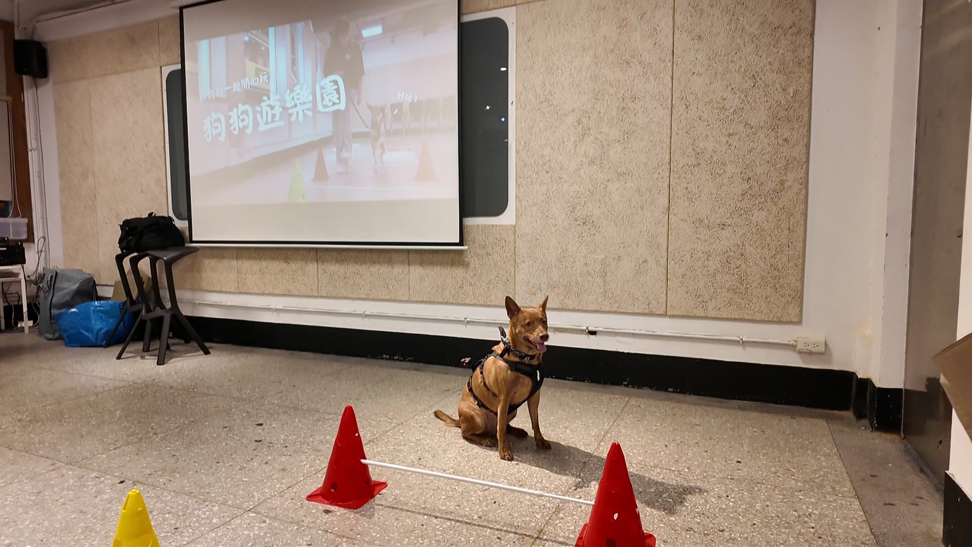 狗狗室內樂園體驗 照片 6
