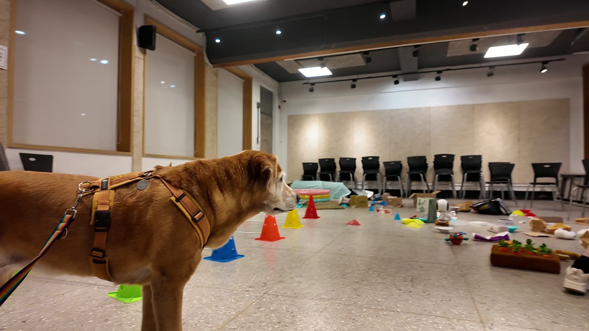 狗狗室內樂園體驗 照片 12