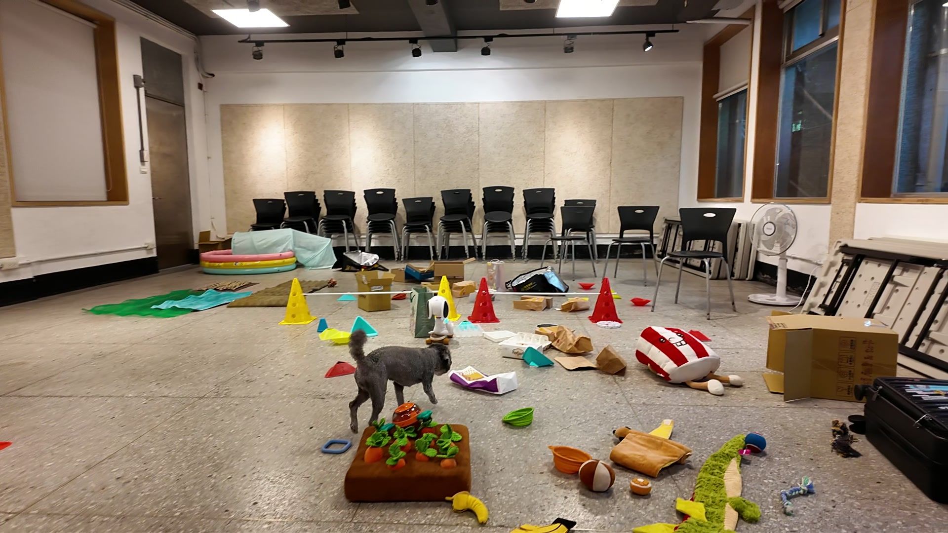 狗狗室內樂園體驗 照片 13