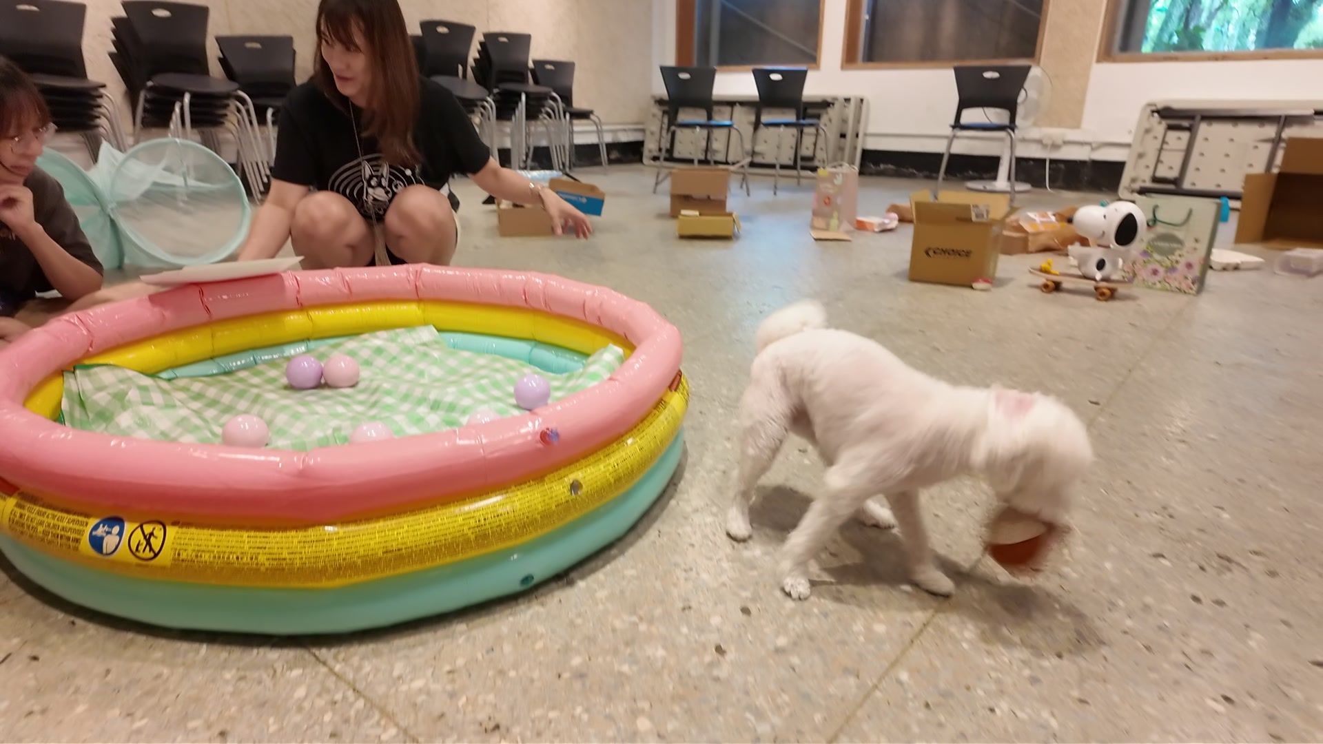 狗狗室內樂園體驗 照片 14